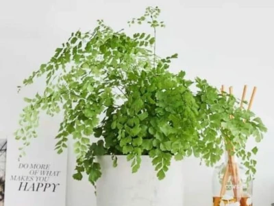 Các Loại Cây Hoa Đẹp Dễ Trồng Chịu Nắng Tốt Cho Ban Công