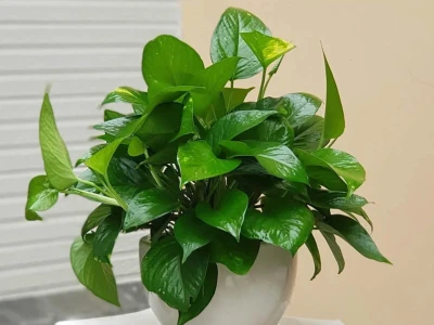 Các Loại Cây Kiểng Trồng Trong Nhà Tuyệt Đẹp Cho Không Gian Sống