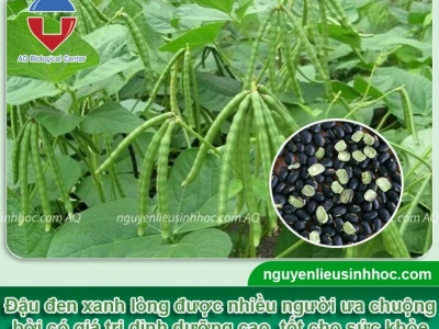 Cách trồng cây đậu đen bội thu, ít sâu bệnh tại nhà