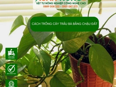 Cách Trồng Cây Trầu Bà Xanh Tốt, Thanh Lọc Không Khí và Thu Hút Tài Lộc
