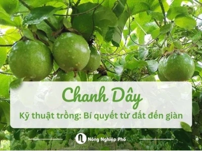 Cây chanh dây trồng bao lâu thì có trái và các yếu tố ảnh hưởng