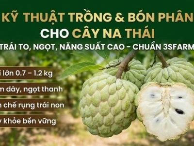 Cây na trồng bao lâu có trái? Hướng dẫn chăm sóc cây na cho năng suất cao