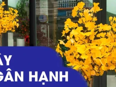 Cây Ngân Hạnh Tại Việt Nam: Vẻ Đẹp, Công Dụng và Thách Thức