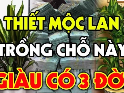 Cây Thiết Mộc Lan Trước Nhà: Có Nên Trồng và Ý Nghĩa Phong Thủy