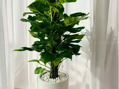 Cây trầu bà trồng trong nhà: Lợi ích, ý nghĩa và những điều cần lưu ý