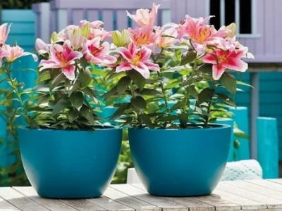 Chậu Ly Sứ Trồng Cây: Lựa Chọn Tinh Tế Cho Không Gian Xanh
