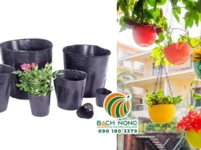 Chậu Nhựa Trồng Cây Cảnh: Lựa Chọn Tối Ưu Cho Vườn Nhà Bạn Năm 2026