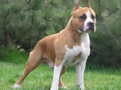 Chó Pitbull con và cẩm nang chăm sóc toàn diện từ chuyên gia năm 2026