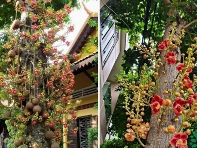 Có nên trồng cây Sala trước nhà để hút tài lộc và bình an?