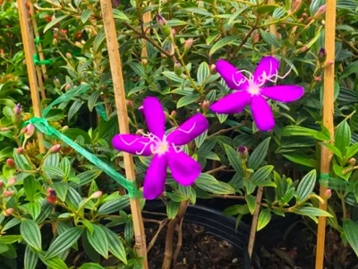 Có nên trồng cây sim trước nhà không? Hướng dẫn chi tiết và phong thủy