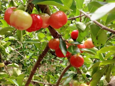Có nên trồng cây sơ ri trước nhà? Hướng dẫn chi tiết và lưu ý