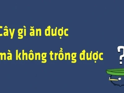 Đố vui: Cây gì ăn được mà không trồng được?