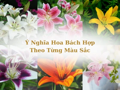 Hoa Bách Hợp: Khám phá ý nghĩa, vẻ đẹp và cách chăm sóc