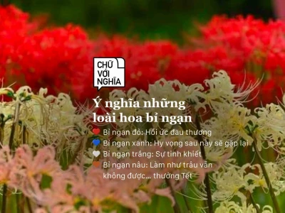 Hoa Bỉ Ngạn Đỏ Có Ý Nghĩa Gì? Khám Phá Truyền Thuyết và Sắc Màu Bi Thương