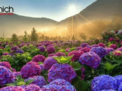 Hoa Cẩm Tú Cầu Xanh Dương: Ý Nghĩa Sâu Sắc Và Sắc Màu Tươi Mát