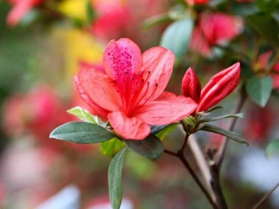 Hoa Đỗ Quyên: Khám Phá Ý Nghĩa Sâu Sắc và Vẻ Đẹp Độc Đáo