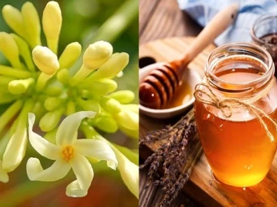 Hoa Đu Đủ Đực Ngâm Mật Ong: Tác Dụng và Lưu Ý Sử Dụng