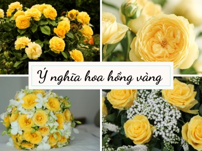 Hoa hồng vàng mang ý nghĩa gì? Thời điểm tặng quà thích hợp