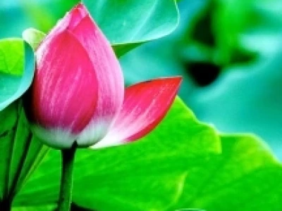 Hoa Sen Trắng: Ý Nghĩa Sâu Sắc và Biểu Tượng Thuần Khiết