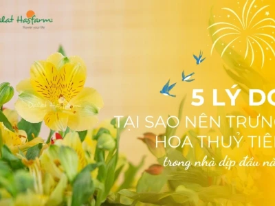 Hoa Thủy Tiên có ý nghĩa gì? Khám phá vẻ đẹp và biểu tượng may mắn
