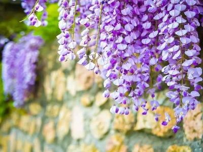 Hoa tử đằng có ý nghĩa gì những điều bạn cần biết