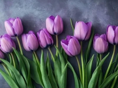 Hoa Tulip Tím Có Ý Nghĩa Gì? Khám Phá Sâu Sắc Vẻ Đẹp & Biểu Tượng