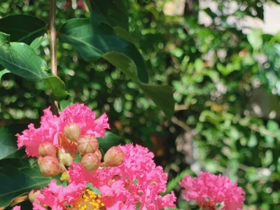 Hoa Tường Vi: Ý Nghĩa Sâu Sắc và Cách Chăm Sóc Giúp Cây Nở Đẹp