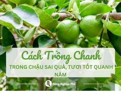 Hướng dẫn chi tiết cách trồng cây chanh cho năng suất cao quanh năm