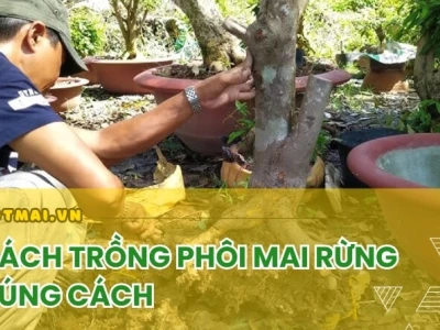 Hướng dẫn chi tiết cách trồng cây mai vàng chuẩn chỉnh từ A đến Z