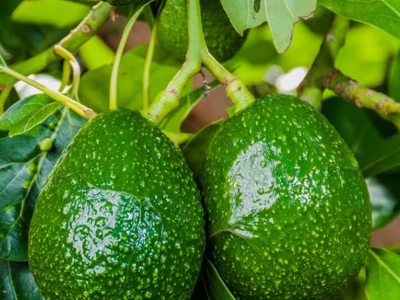 Hướng dẫn chi tiết kỹ thuật trồng và chăm sóc cây bơ hiệu quả tại nhà