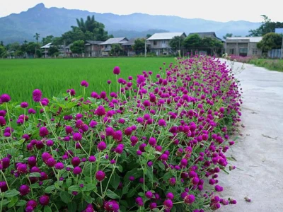 Khám phá các loại cây hoa màu tím trồng ven đường tại Việt Nam