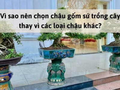 Khám phá thế giới chậu gốm sứ trồng cây: Vẻ đẹp tinh tế cho không gian xanh