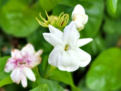 Khám phá thế giới hoa nhài: Ý nghĩa, cách trồng và chăm sóc tại nhà