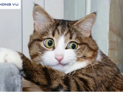 Khám phá thế giới meme mèo: Từ biểu cảm hài hước đến những "like" triệu view