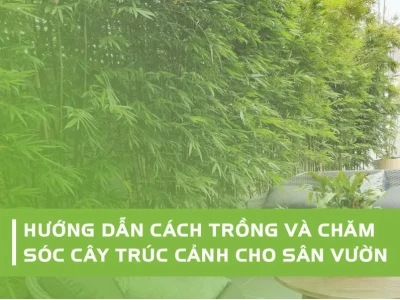 Khám phá vẻ đẹp cây trúc cảnh trồng trong nhà: Top 5 lựa chọn hút tài lộc, mang sinh khí