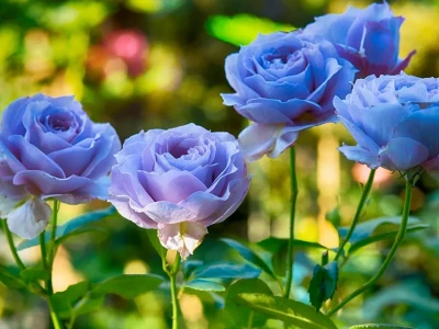 Khám phá ý nghĩa hoa hồng xanh dương và những điều thú vị