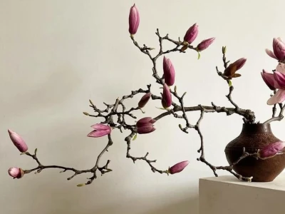 Khám phá ý nghĩa hoa Mộc Lan và giá trị phong thủy