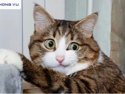 Kho ảnh meme mèo cười "mặn mòi" nhất 2026