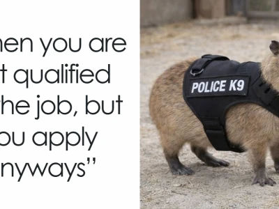 Mê mẩn với loạt meme Capybara hài hước và đáng yêu