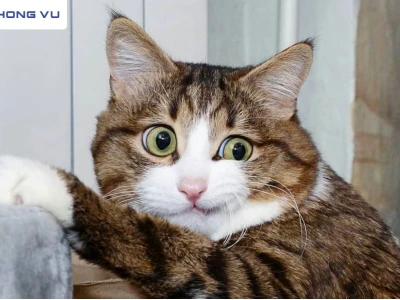 Meme Mèo Bất Ngờ Những Biểu Cảm "Chấn Động" Gây Bão Mạng Xã Hội 2026
