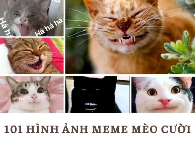 Meme Mèo Cười Nhe Răng: Khoảnh Khắc Hài Hước Giải Trí Đỉnh Cao