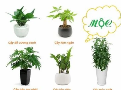 Mệnh Mộc Hợp Cây Gì: 13 Loại Cây Cảnh Mang May Mắn 2026