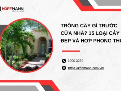 Mệnh Thủy Nên Trồng Cây Gì Trước Nhà Để Thu Hút Vận May 2026