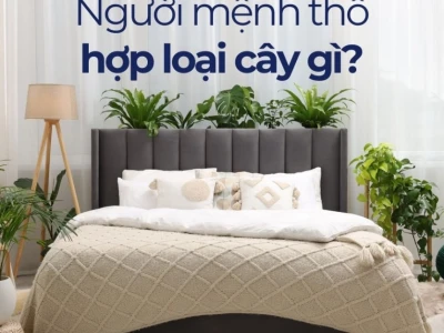 Người mệnh Thổ hợp cây gì để thu hút tài lộc và may mắn năm 2026?
