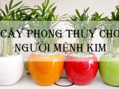 Nữ Mệnh Kim Trồng Cây Gì Trong Nhà Để Mang Lại May Mắn, Tài Lộc 2026?