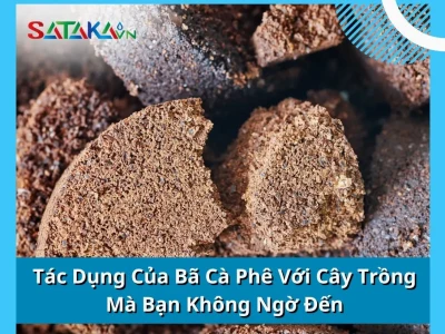 Tác dụng của bã cà phê với cây trồng: Hướng dẫn chi tiết