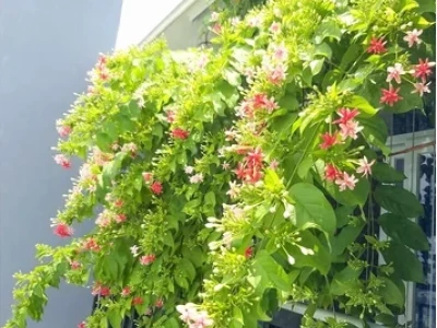 Tối ưu không gian ngoài trời với cây trồng sân vườn đẹp và cách chăm sóc hiệu quả