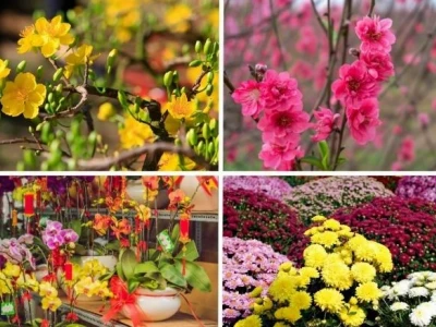 Top 15+ Loài Hoa Chưng Tết Đẹp Nhất 2026: Hút Tài Lộc & Đón Đầu Xu Hướng