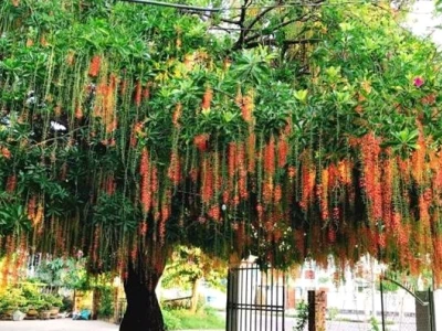 Trồng cây lộc vừng trước nhà: Ý nghĩa, cách chọn vị trí và những lưu ý phong thủy