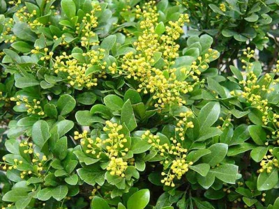 Trồng cây ngâu trước nhà có tốt không? Xem phong thủy và ý nghĩa